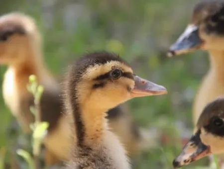 Dalyan Photos