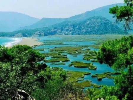 Dalyan Boat Tour