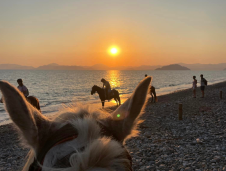 Galloping Seahorses