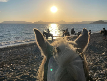 Galloping Seahorses