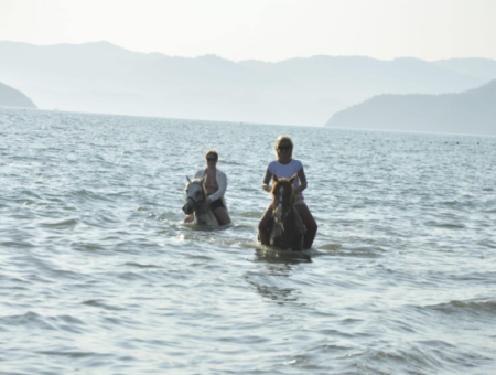 Galloping Seahorses