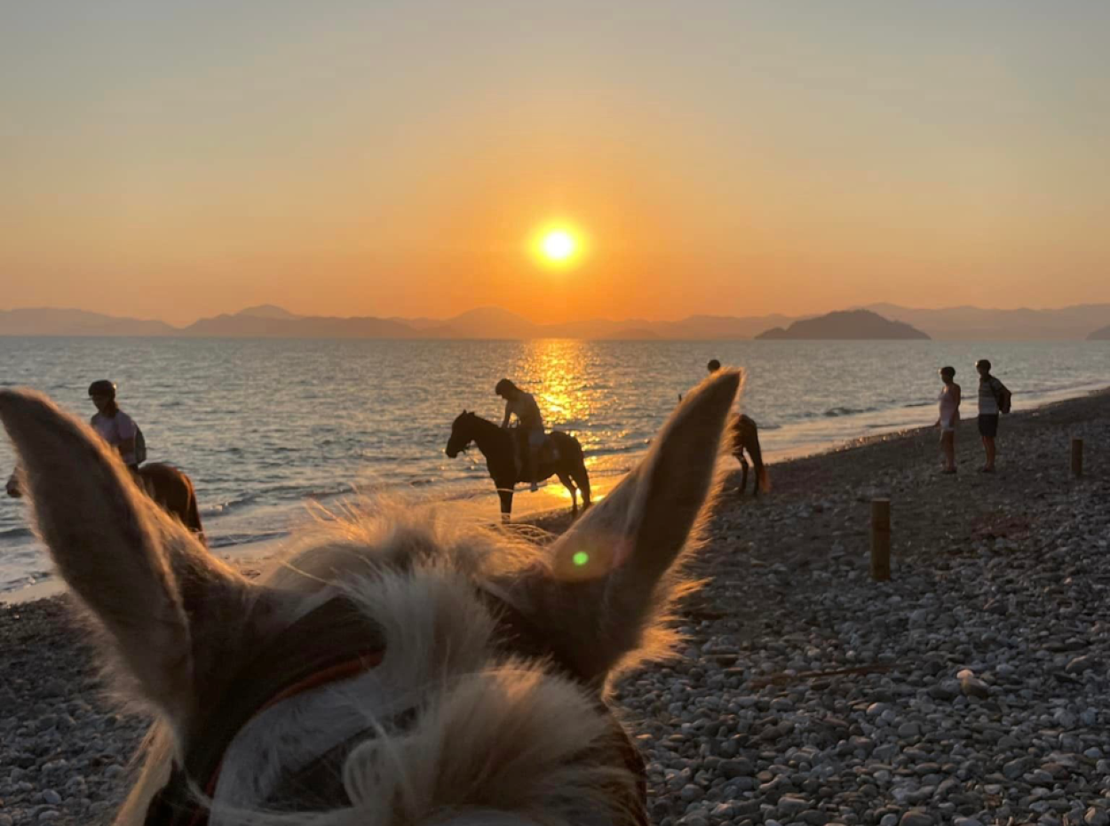 Dörtnala Giden Deniz Atları