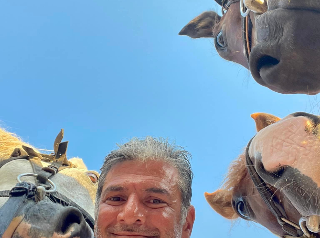 Dörtnala Giden Deniz Atları