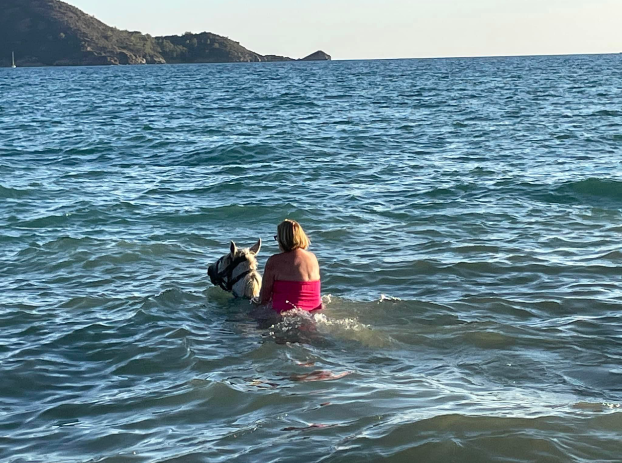Dörtnala Giden Deniz Atları