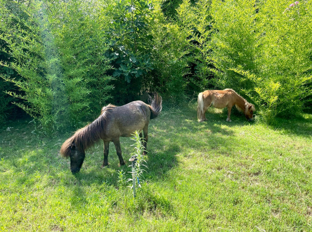 Akkaya Kuşlar Ve Vahşi Yaşam İle Gün Batımı