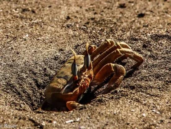 Dalyan Fotoğrafları