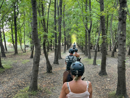 Dörtnala Giden Deniz Atları