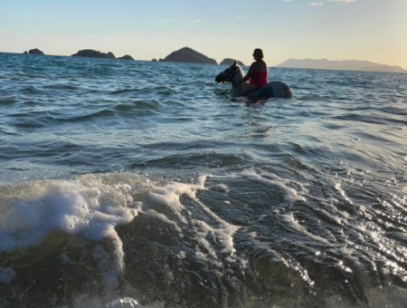 Dörtnala Giden Deniz Atları